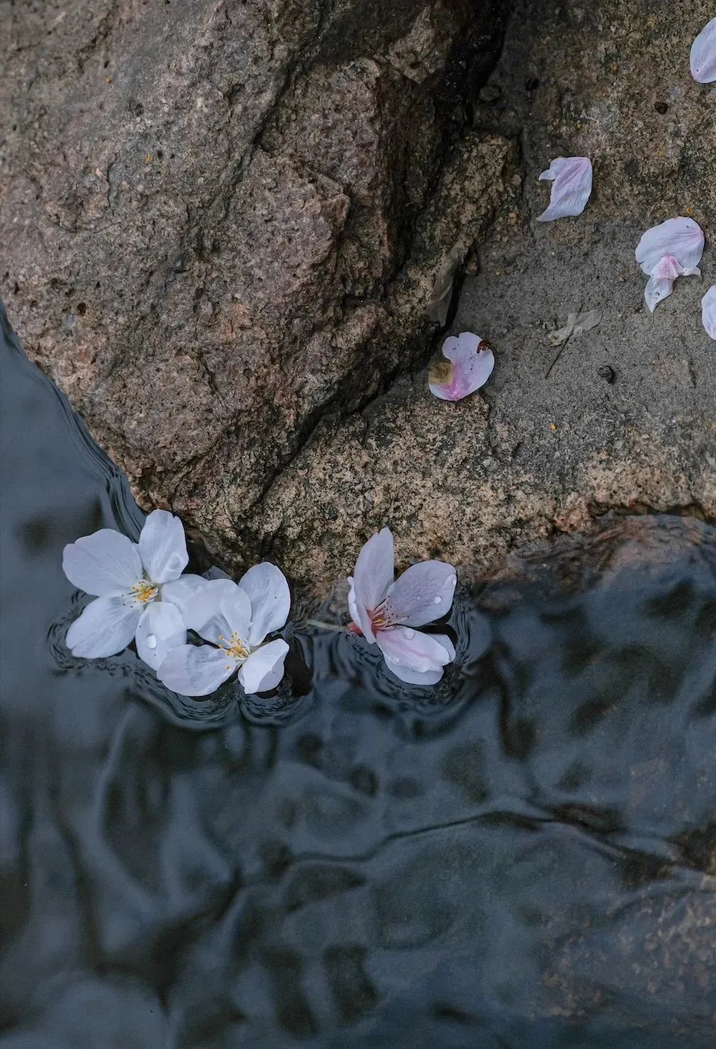 春日赏花先识花，识花先看这一篇~
