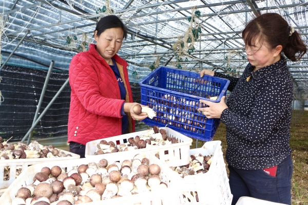 宝丰赵官营赤松茸,宝丰赤松茸种植基地