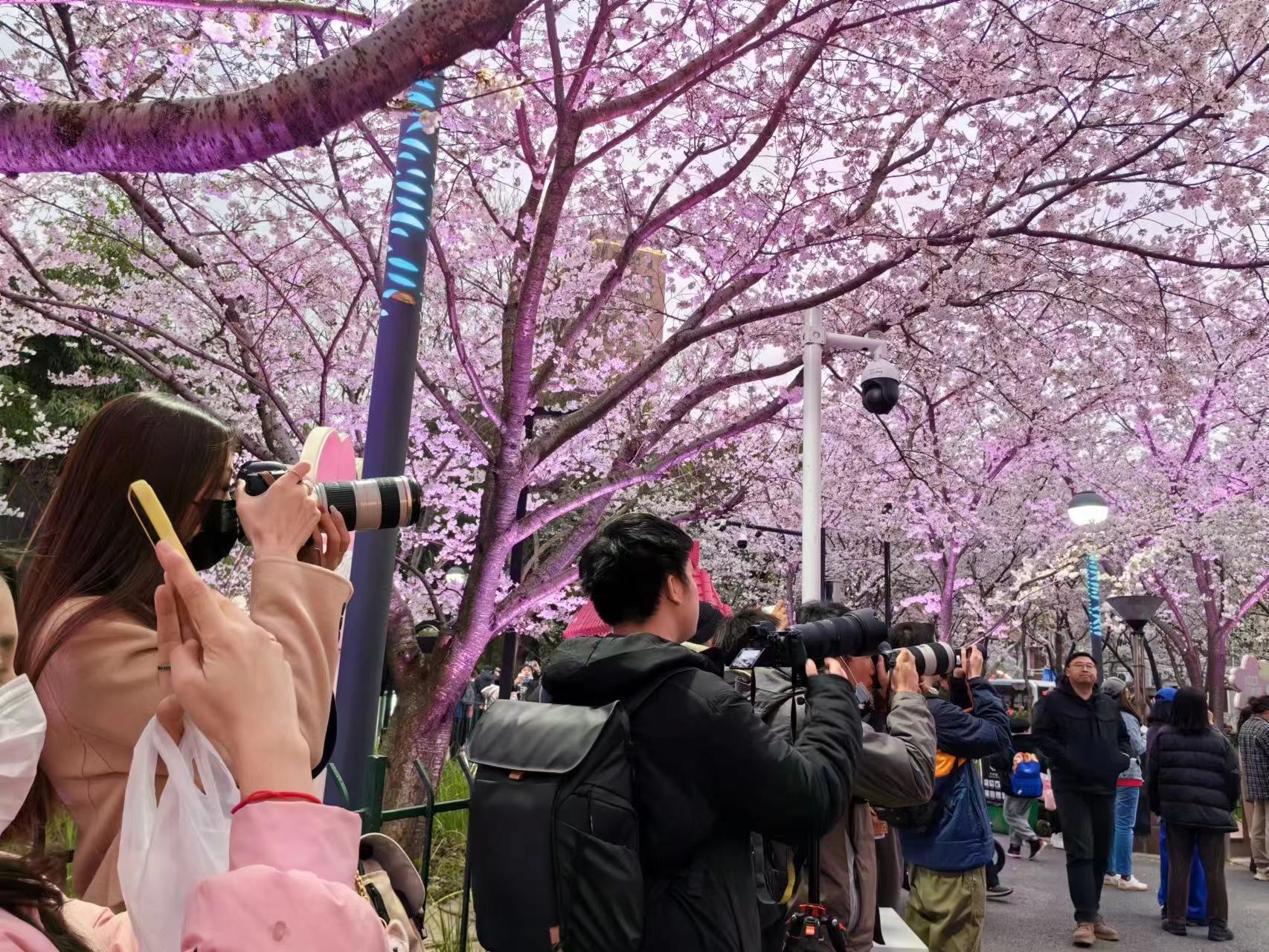 周末相约赏樱花,相约周末赏樱花