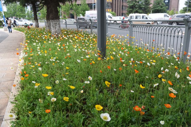 有一种叫云南的生活｜云南的“宝藏绿化带”里可不只有迷迭香！