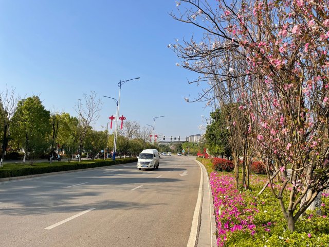 有一种叫云南的生活｜云南的“宝藏绿化带”里可不只有迷迭香！