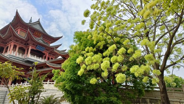 有一种叫云南的生活｜云南的“宝藏绿化带”里可不只有迷迭香！