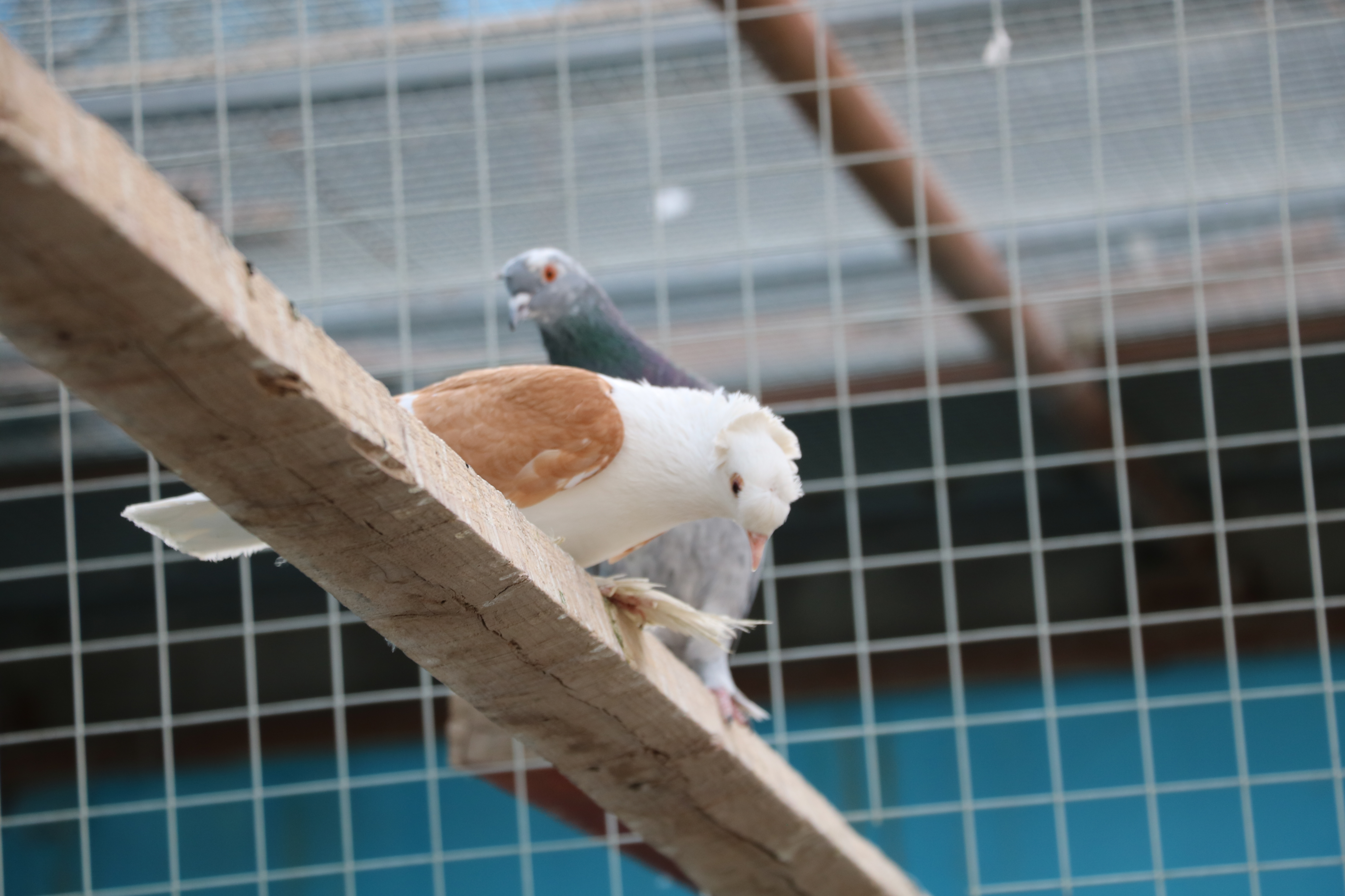 兰干乡：致富路上“鸽”声嘹亮