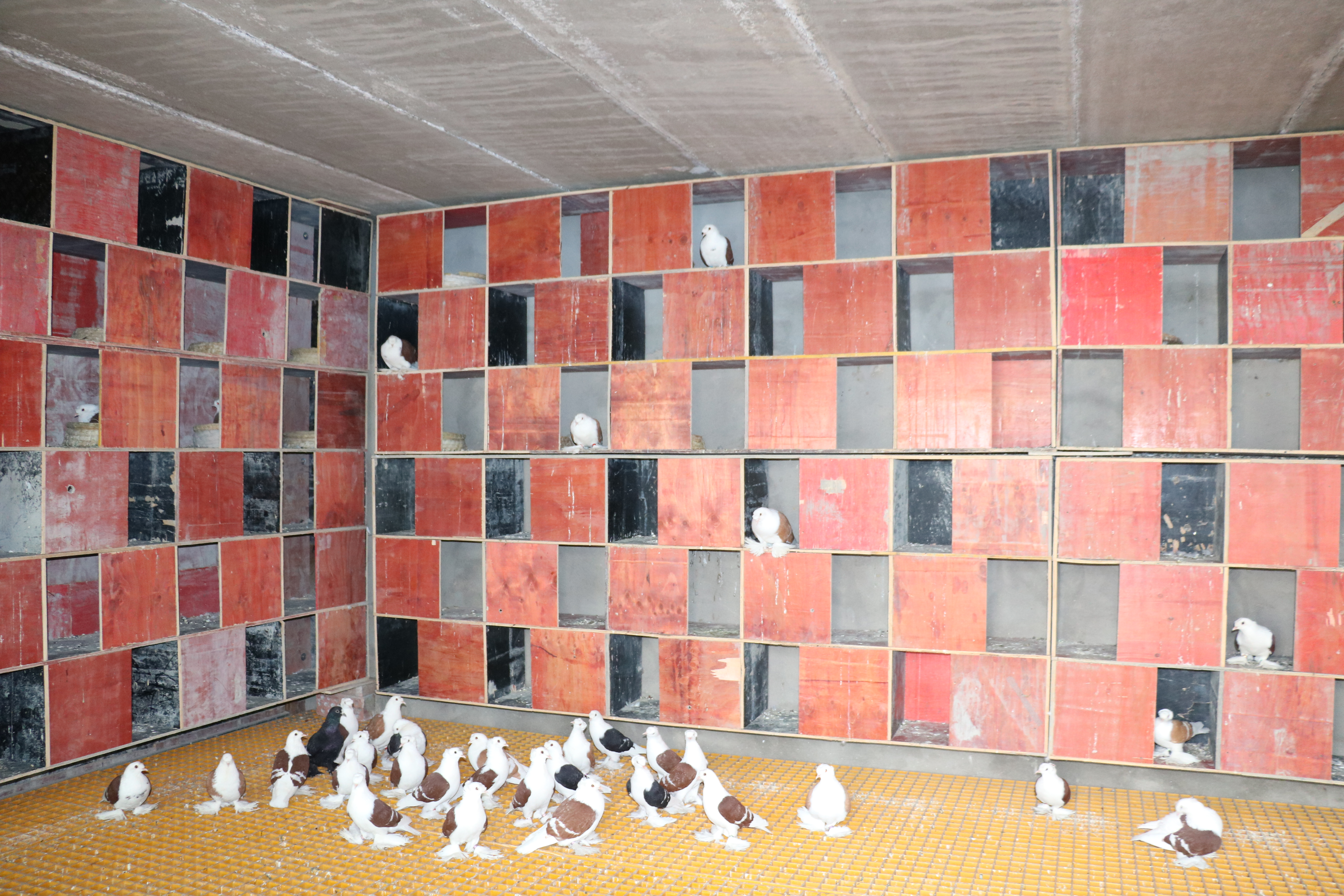 兰干乡：致富路上“鸽”声嘹亮