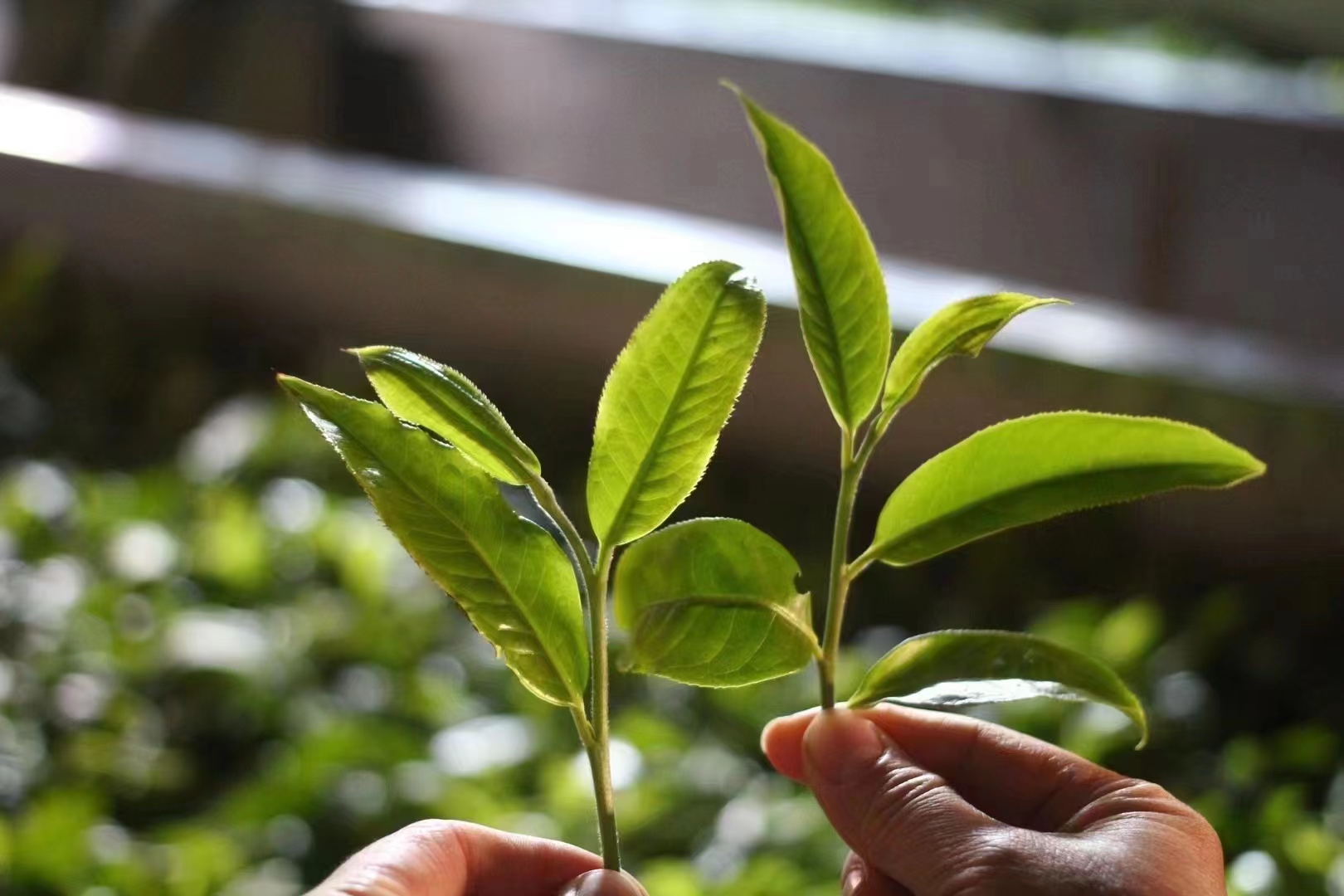 春茶集中开采尝鲜最好再等等,春茶即将开采欢迎来实地考察