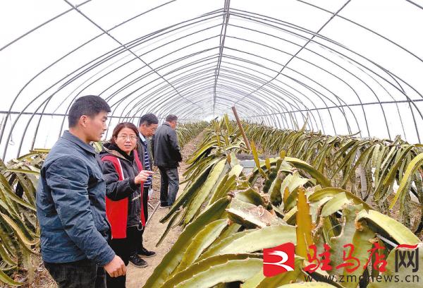 正阳县倾心发展乡村特色产业,正阳农产品产业链助推乡村振兴