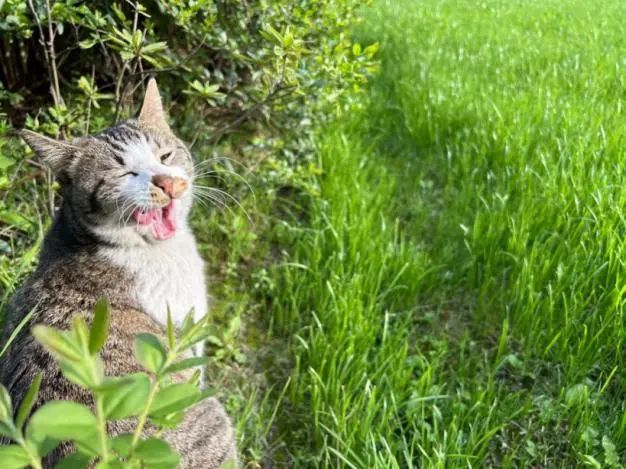 流浪猫自动喂粮器防蚂蚁,流浪猫自动喂猫粮