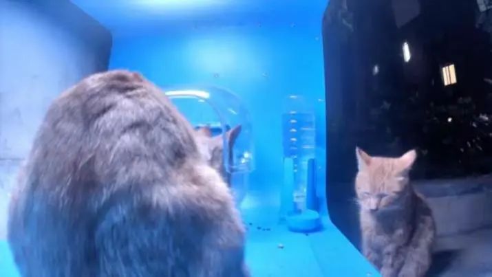 自动喂猫器流浪猫,流浪猫自动投放猫粮机器