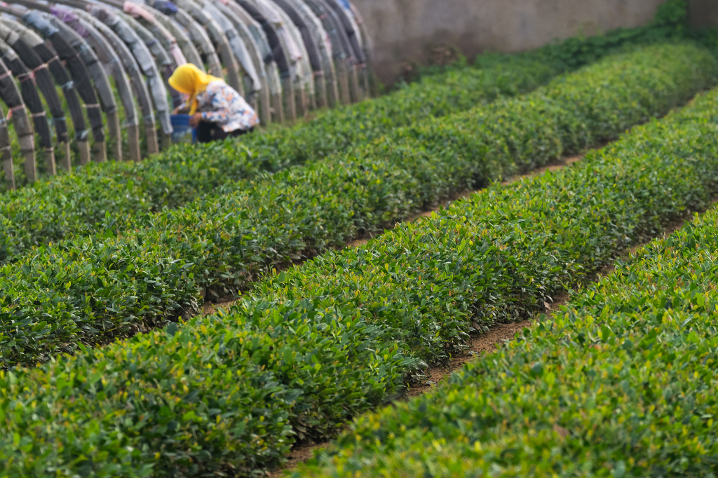 半岛调查,半岛调查线上营销方案