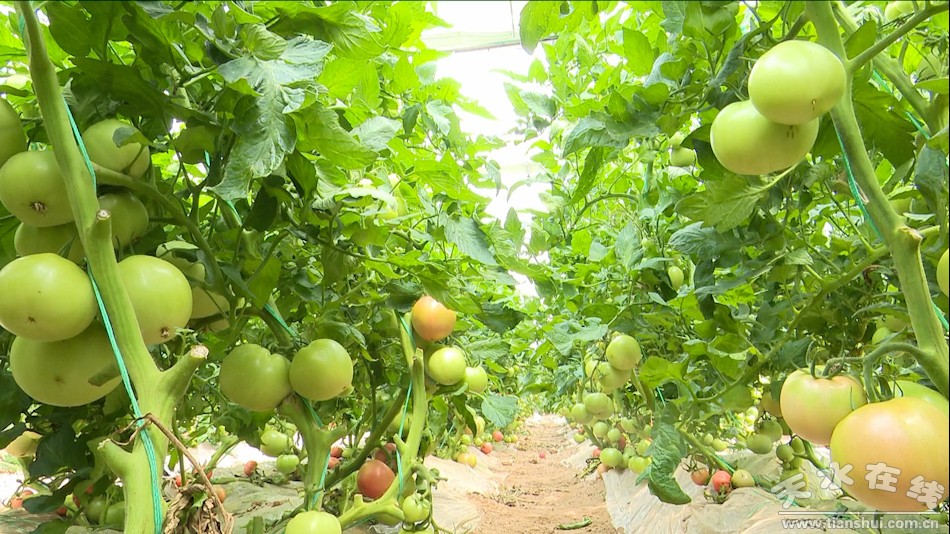 天水秦州区农业产业,秦州区现代农业发展