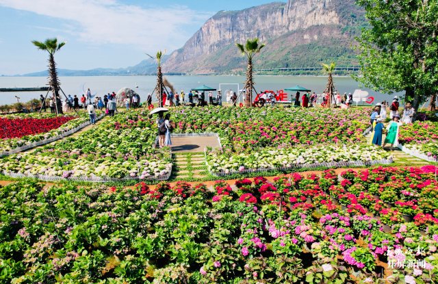 云南海埂公园万亩绣球花公园,昆明海埂公园绣球花美景