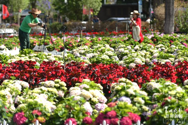 云南海埂公园万亩绣球花公园,昆明海埂公园绣球花美景