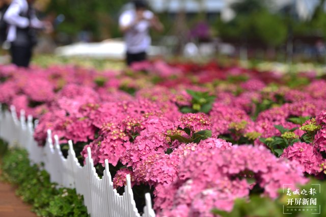 云南海埂公园万亩绣球花公园,昆明海埂公园绣球花美景