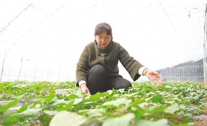 书写烟台《红薯梦》：让土地生金让农民致富