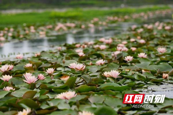 像极了莫奈笔下的睡莲,大通湖发现罕见双色睡莲