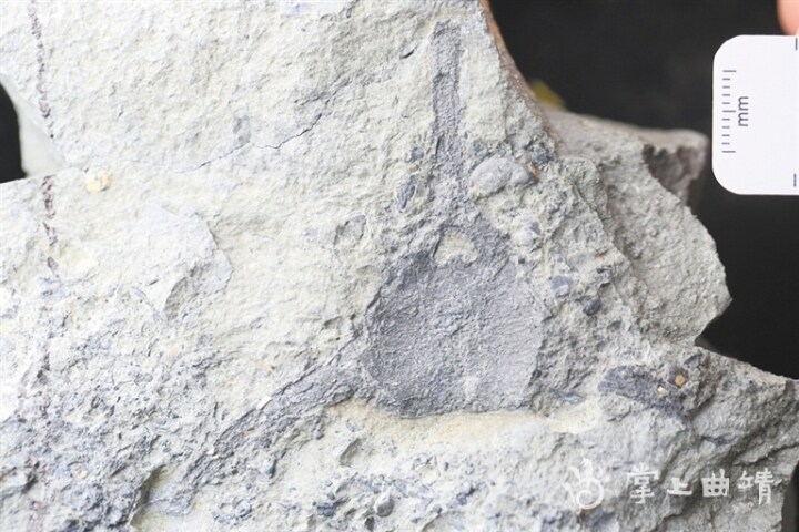 那块缺失的“拼图”——丘比特华南鱼