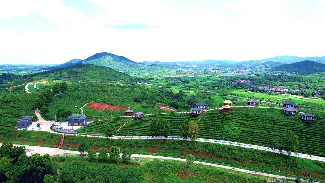 柏塘万亩茶园网红打卡地,孝昌县最好的茶园