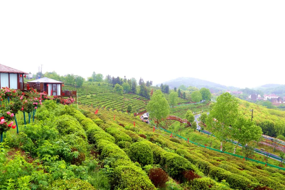 柏塘万亩茶园网红打卡地,孝昌县最好的茶园