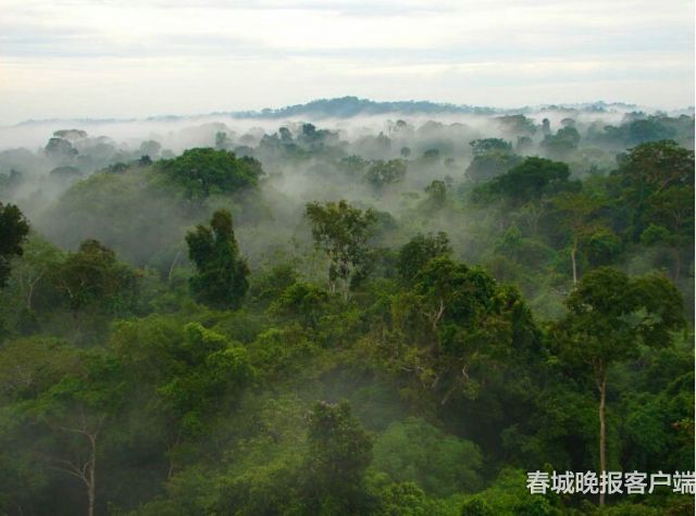 云南的西双版纳是什么样子,云南西双版纳是什么样的地方