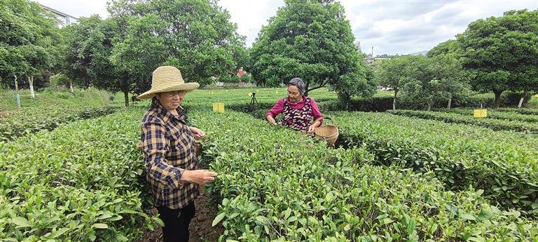 陕西宝鸡汉中西乡茶叶,汉中西乡绿茶原产地直发