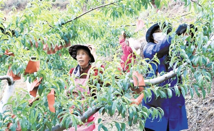 鹿小桃,鹿小桃小说