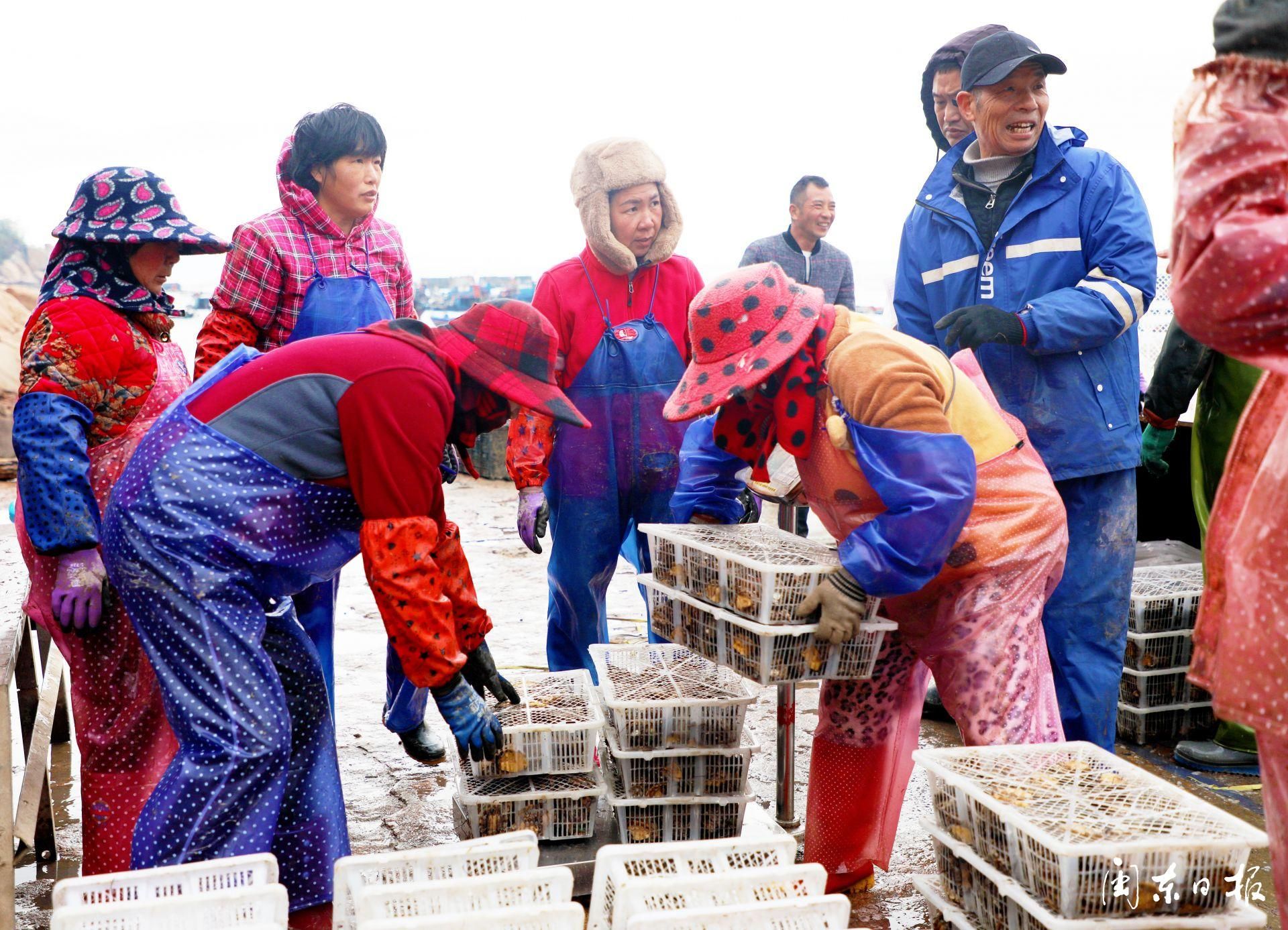霞浦池澳村：南来北往聚渔村只缘养鲍“钱”景好