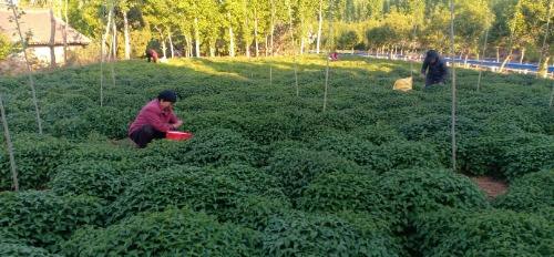 济源克井镇枣庙村：“产业兴旺”开出群众“致富花”