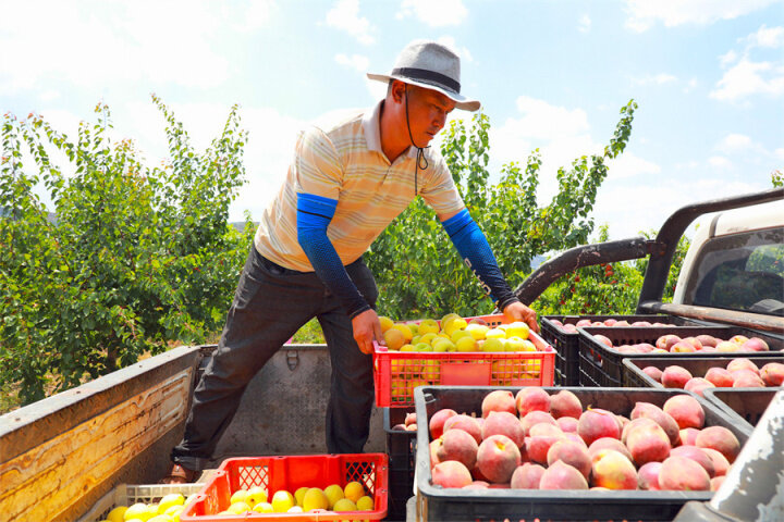 富源黄桃基地,黄桃喜获丰收带动贫困户致富