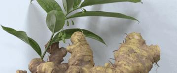 总书记关心的“土特产”｜中益黄精致富“黄金”