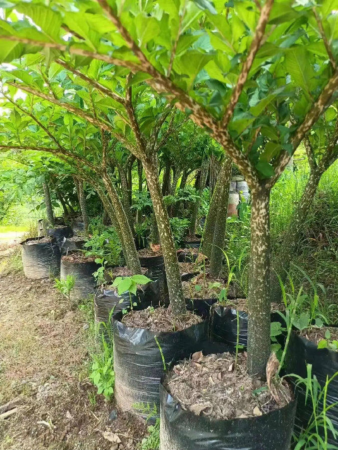 林下“有路”田地“生金”