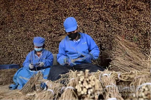 浑源黄芪药膳,走进浑源黄芪