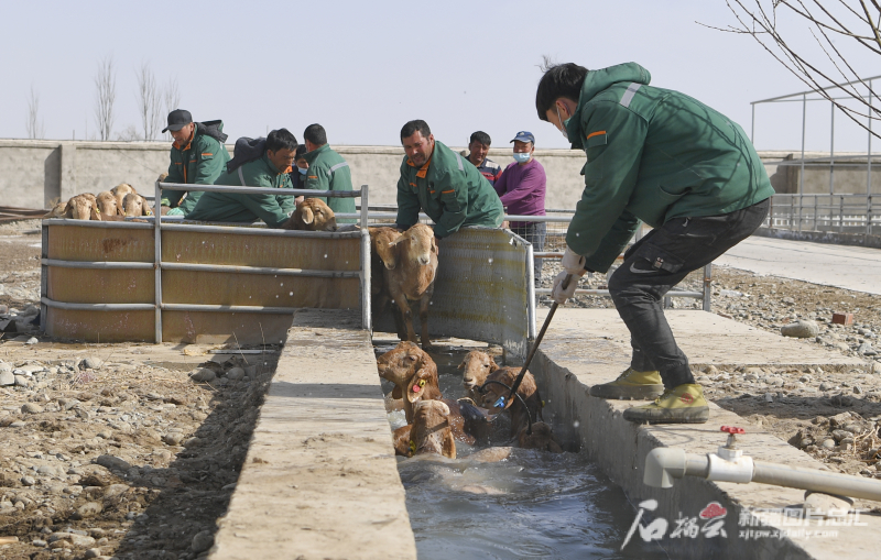 新疆皮山多胎红羊多少钱一只,皮山红羊有什么特点