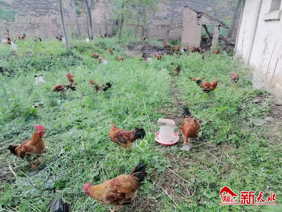 农村创业养殖林下生态散养鸡,养殖鸡带动贫困户致富