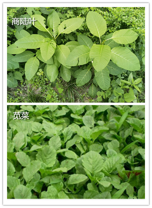 儿童吃葡萄的危险,葡萄有毒吗小孩能吃吗