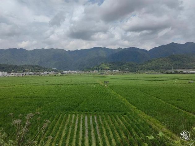 腾冲猴桥上街社区：茭白“茭”出致富经