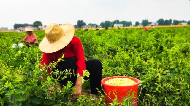 安阳示范区三大主导产业,安阳市各区产业布局