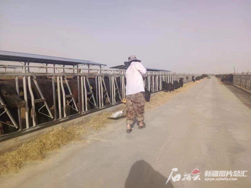 发展肉牛产业乡村振兴,肉牛养殖助力乡村振兴的新闻