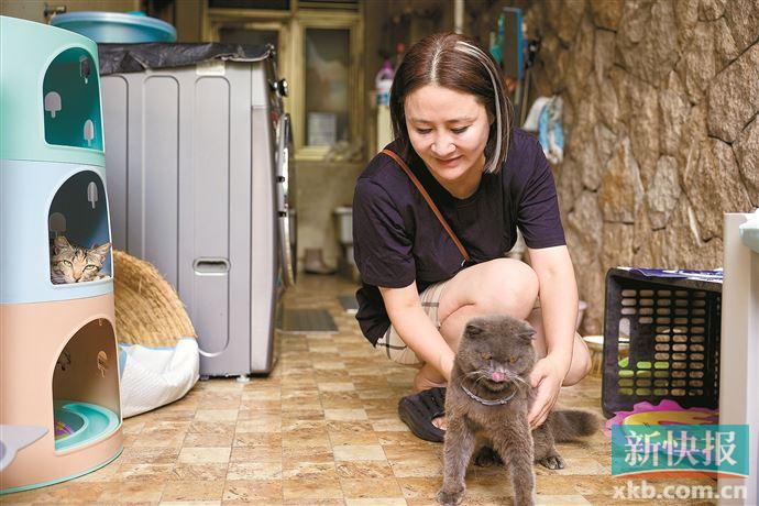 新手养猫如何让你家猫少生病,怎么养猫预防猫生病