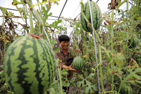茶叶种植乡村振兴,冬季种植蔬菜助力乡村振兴