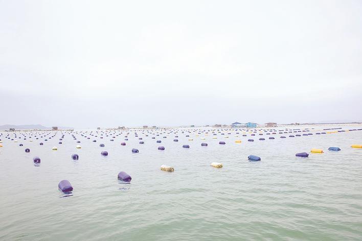 漳州“90后”青年-“蚝”情壮志一路领“鲜”