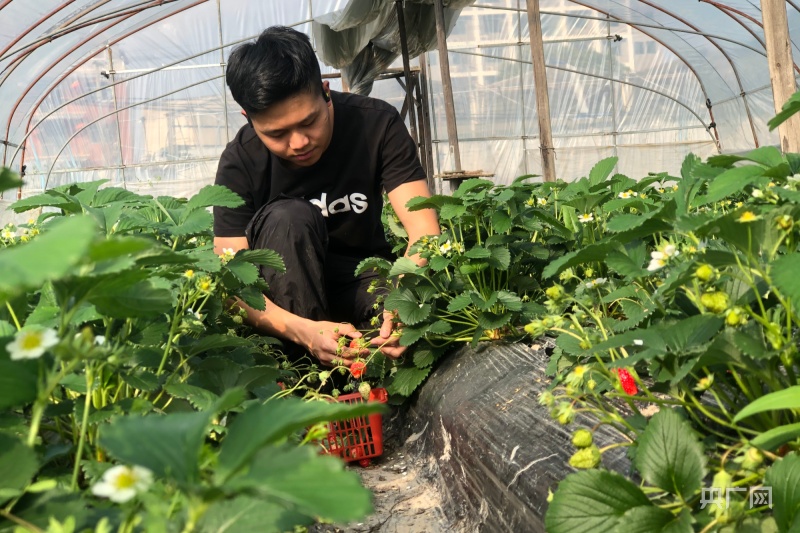 大学生毕业返乡做“莓”创客新技术服务“土”产业