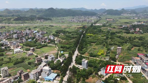 新田社区微工厂,新田茶产业托起贫困村增收致富梦
