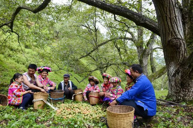 大姚县美丽县城建设,大姚县厚植绿色发展新动能