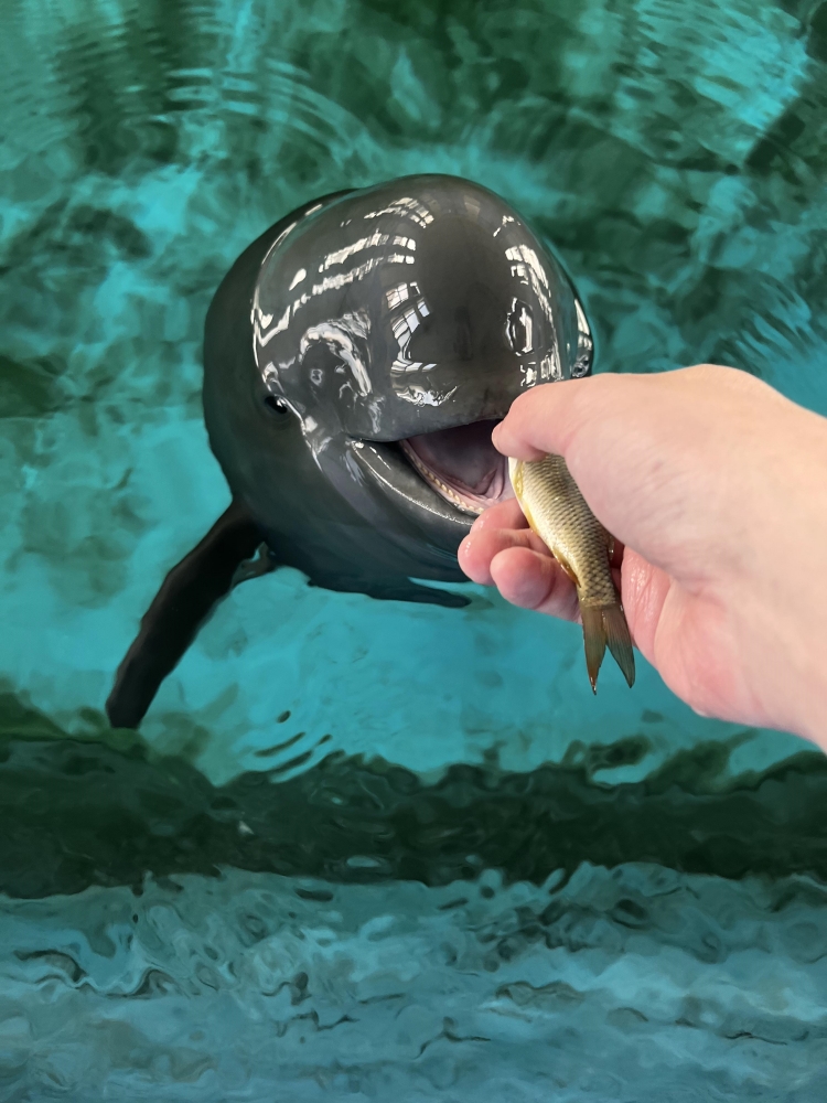 雌性长江江豚,江豚人工繁育全国