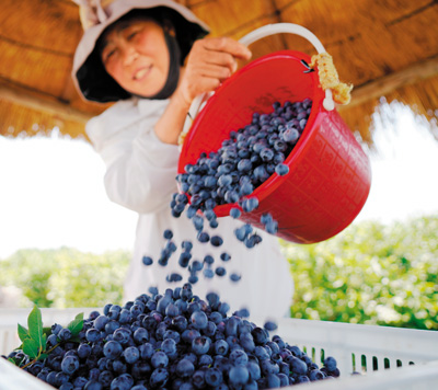 国产水果，为好生活再加点甜（探访“水果大国”消费新趋势（下））