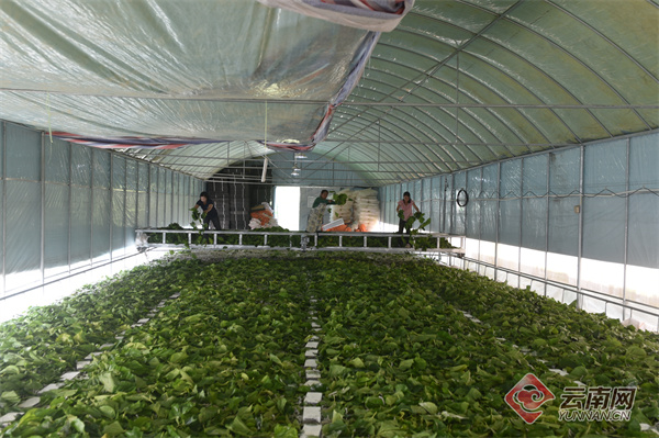 昭通镇雄县：“致富丝”编织农家“幸福梦”