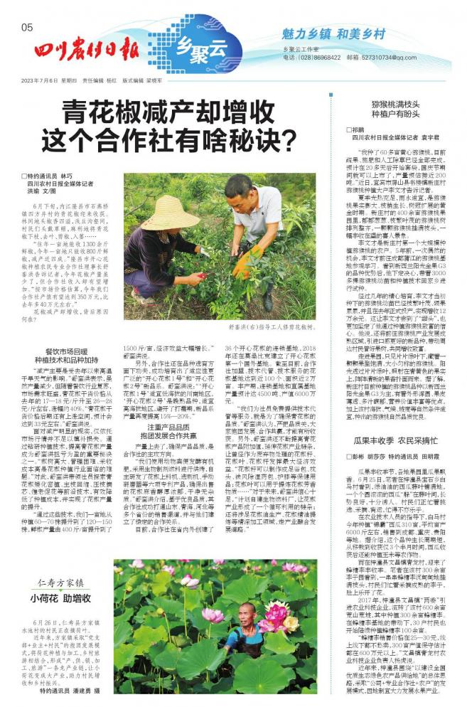 青花椒产业发展之路,青花椒产业助农