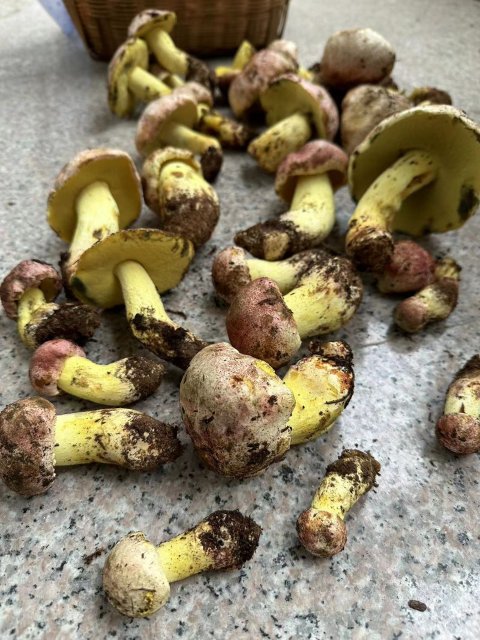 开屏策划｜上哪找菌、怎么识菌？云南捡菌“老司机”这样说→