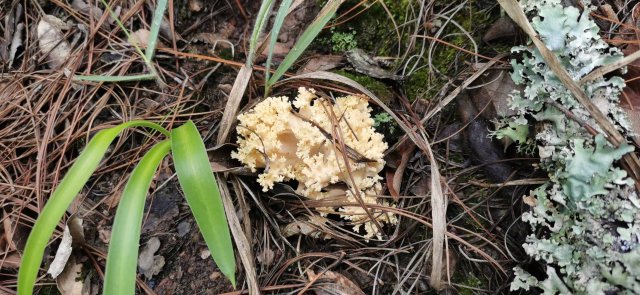 开屏策划｜上哪找菌、怎么识菌？云南捡菌“老司机”这样说→