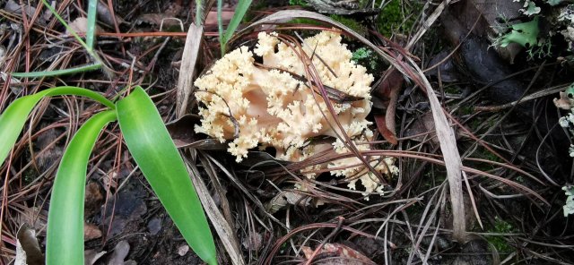 开屏策划｜上哪找菌、怎么识菌？云南捡菌“老司机”这样说→